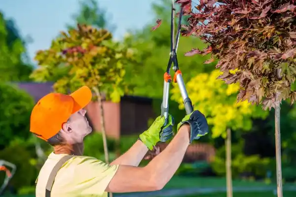 tree services Central East Austin